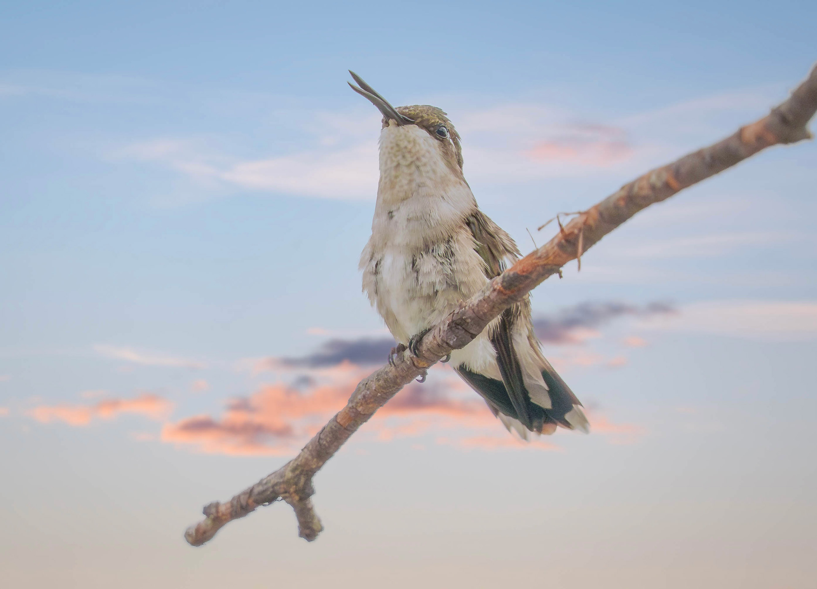 Open Wildlife Level 2 3rd Place Tweeter.jpg